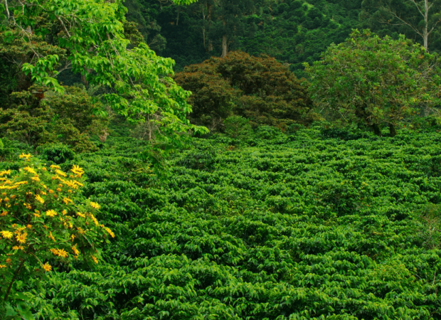 Plantations de caféiers