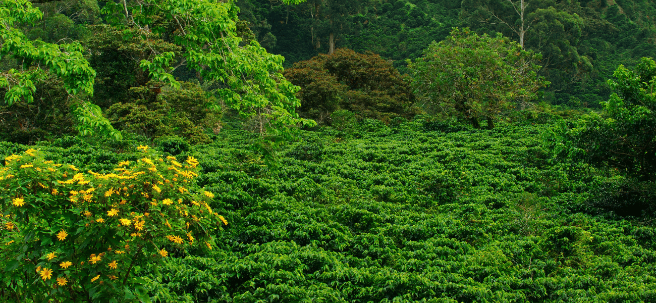 Plantations de caféiers