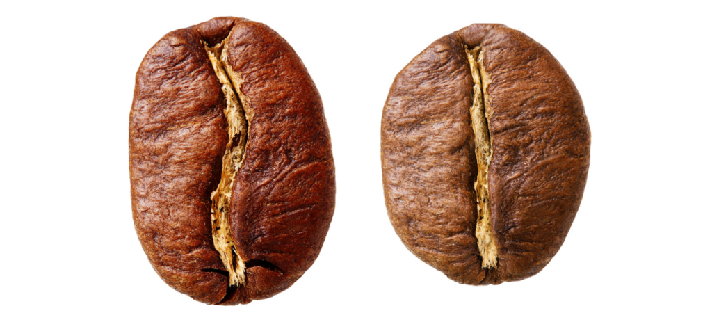Grain de cafés Arabica et Robusta