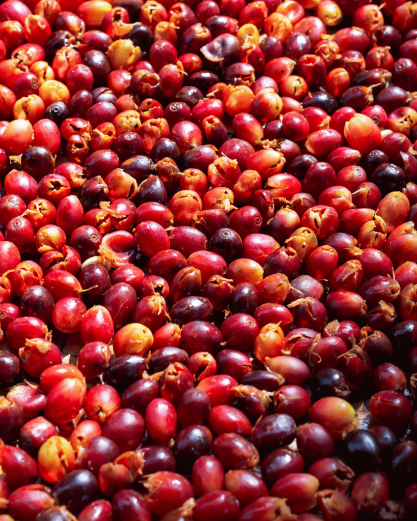 Photo de cerise de café mures