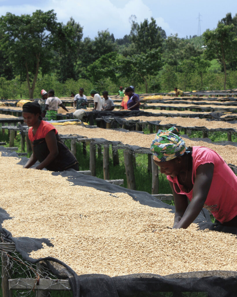 Séchage des cerises de café