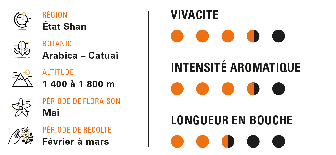 Un café cultivé entre 1400 et 1800 mètres