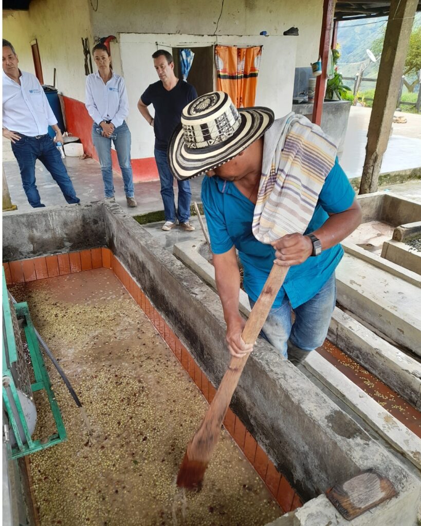 Voie humide et fermentation du café de Cauca