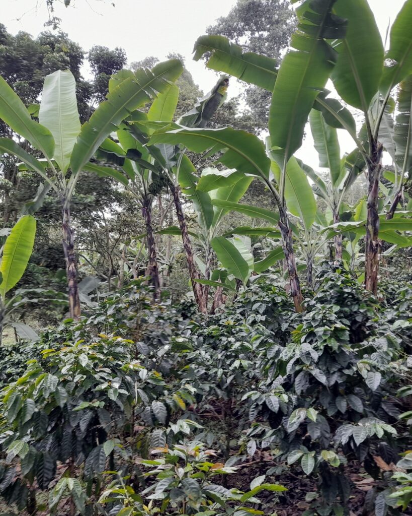 Plantation de café en Colombie, région Cauca
