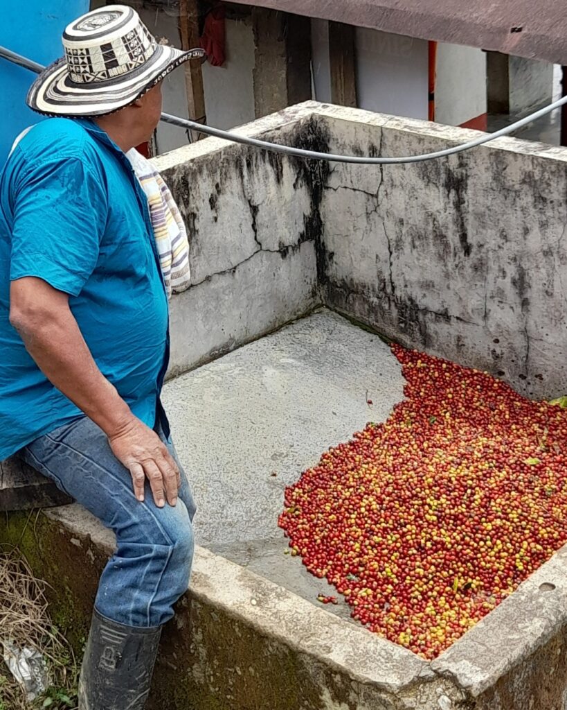 Transformation du café en Colombie