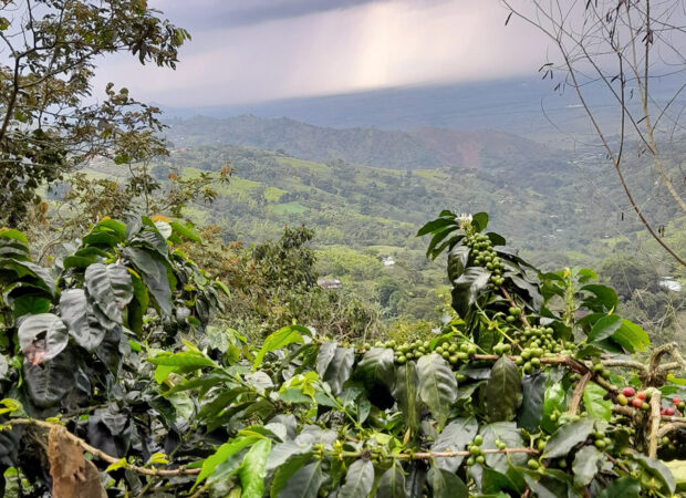café colombian cauca par Malongo