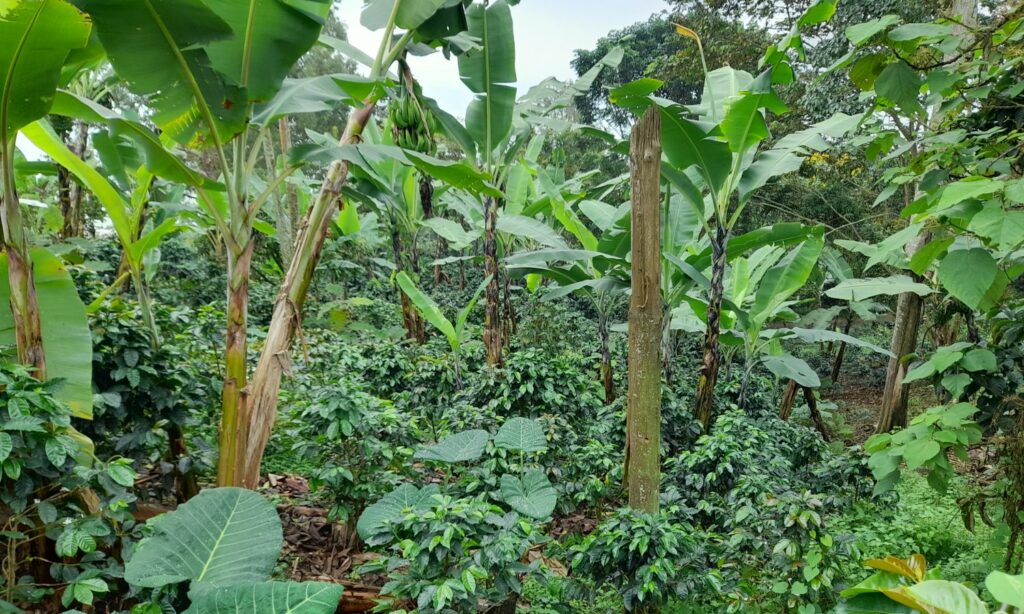 Dans la région de Cauca, le café est cultivé sous arbres d'ombrage