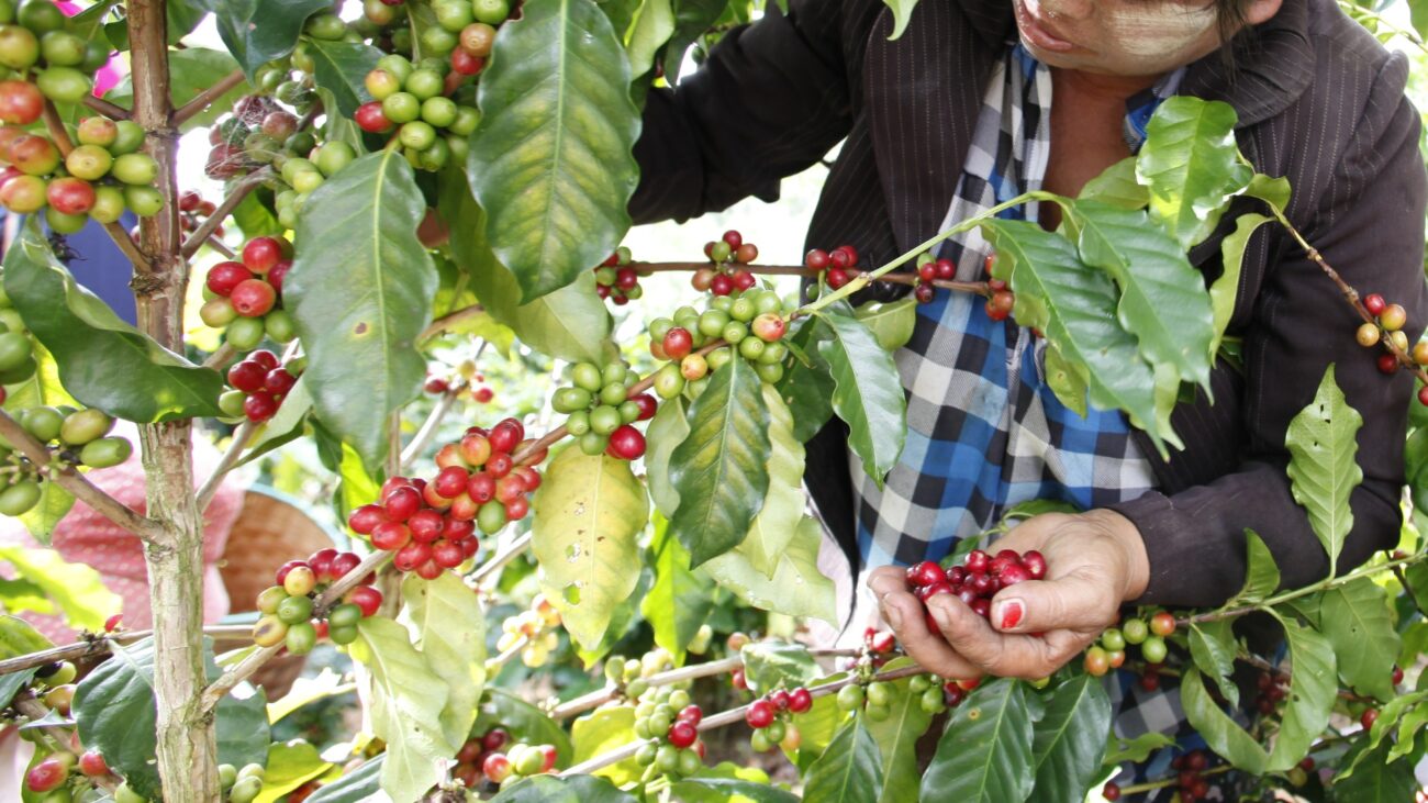 Découvrez le café de spécialité par Malongo