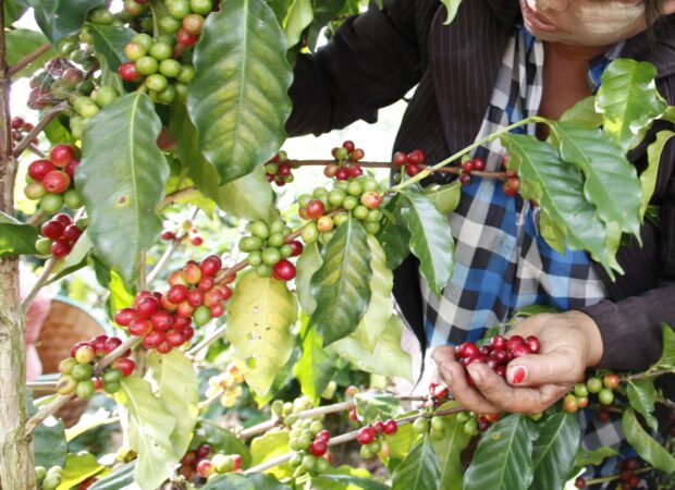 Découvrez le café de spécialité par Malongo