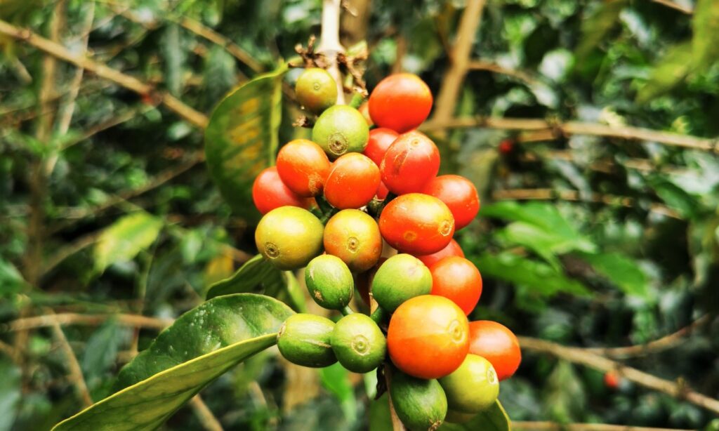 Cerezas rojas y verdes de café arábica
