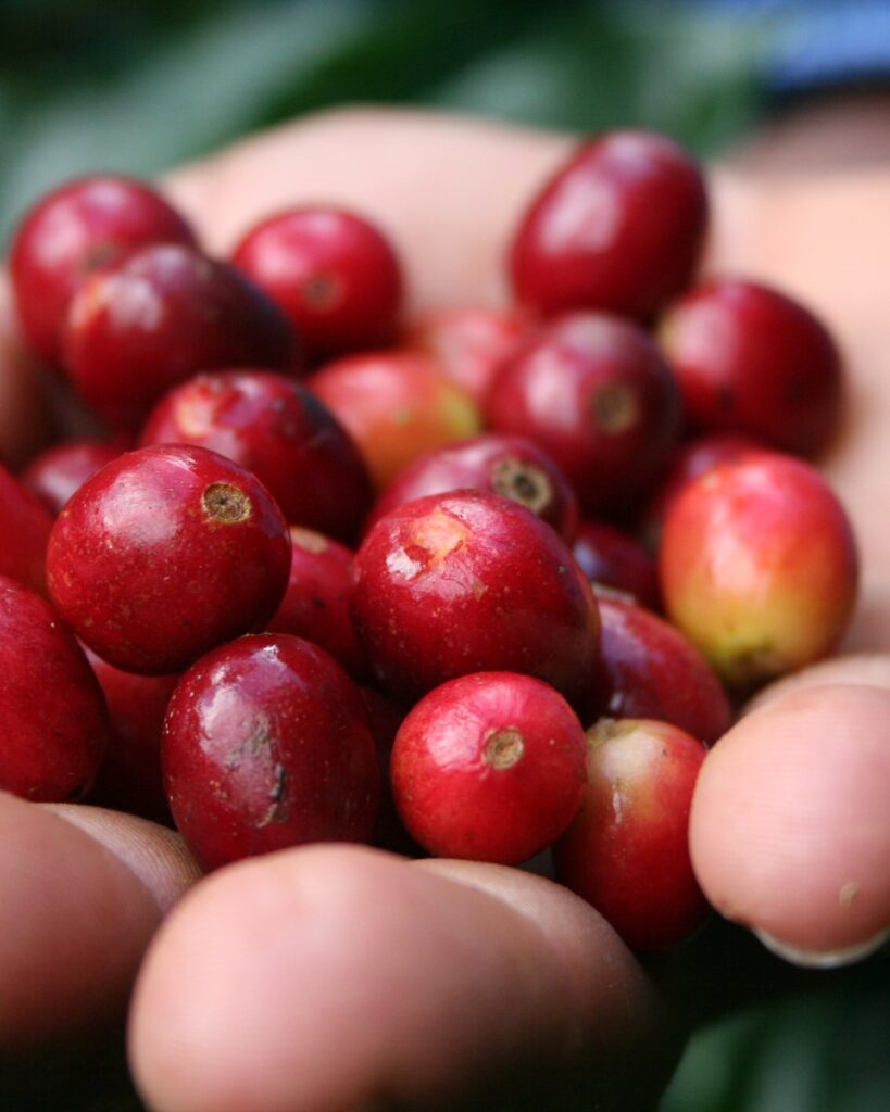 Cerises du caféier