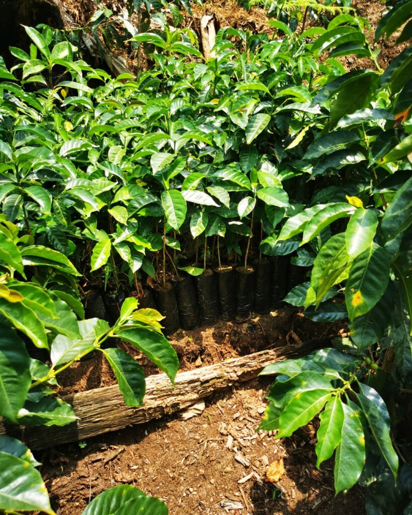 Caféiculture