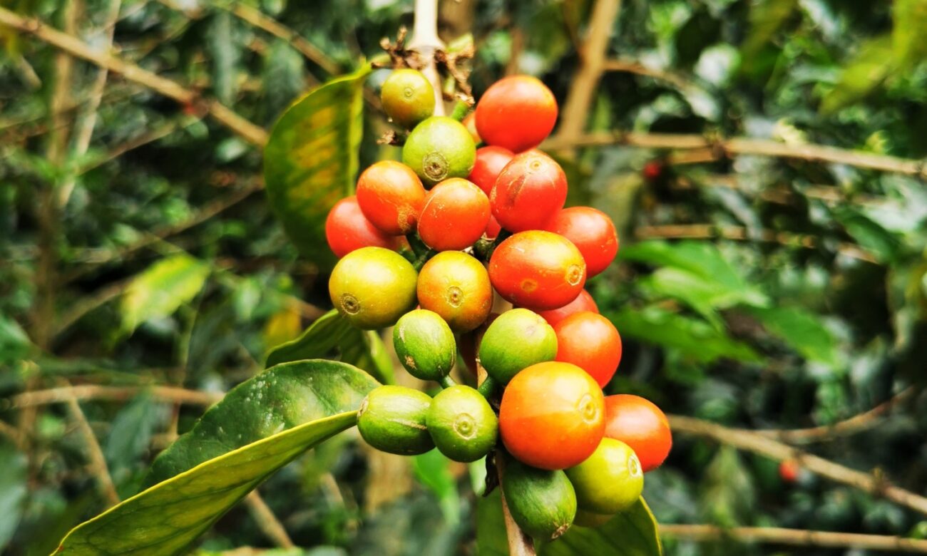 Graines de café sur caféier