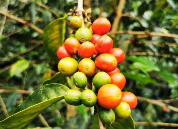 Graines de café sur caféier