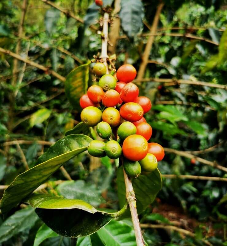 C'est à partir des noyaux de la cerise de café que l'on obtient la boisson