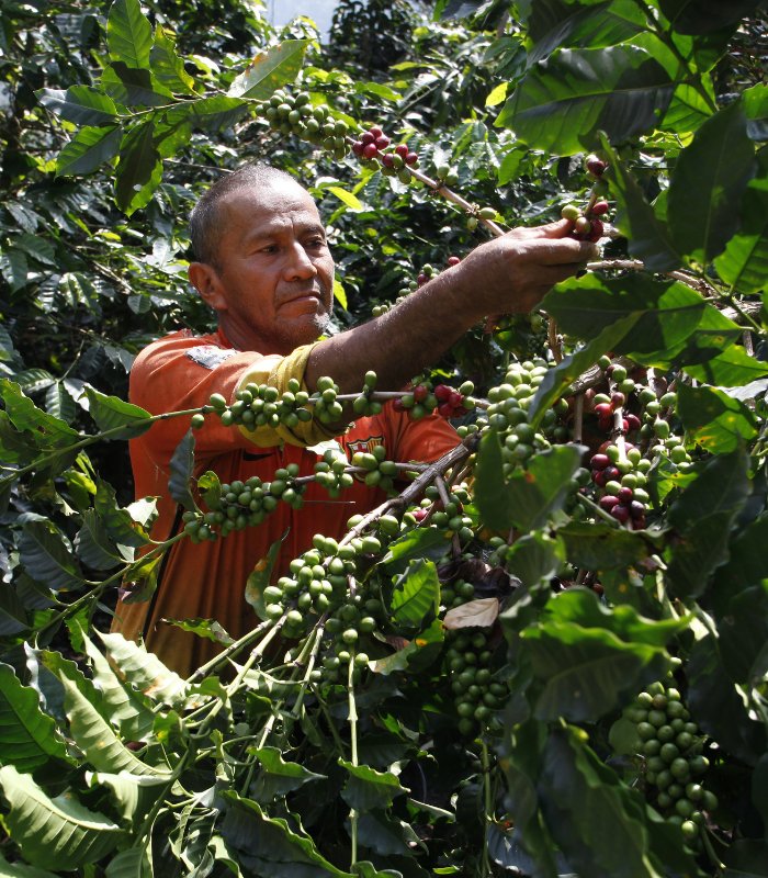 Cueillette du café de Colombie
